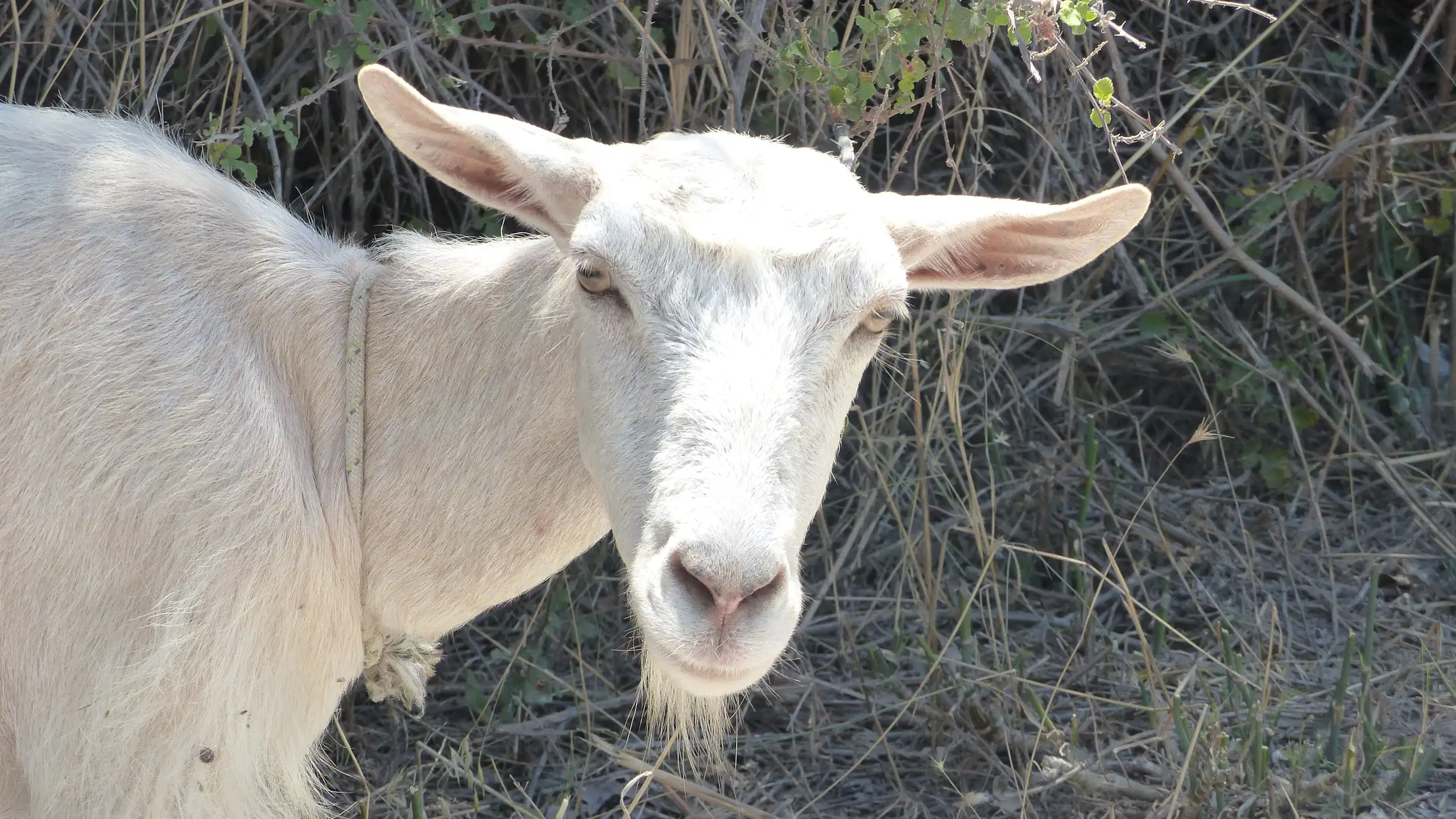 Chèvre en Crète