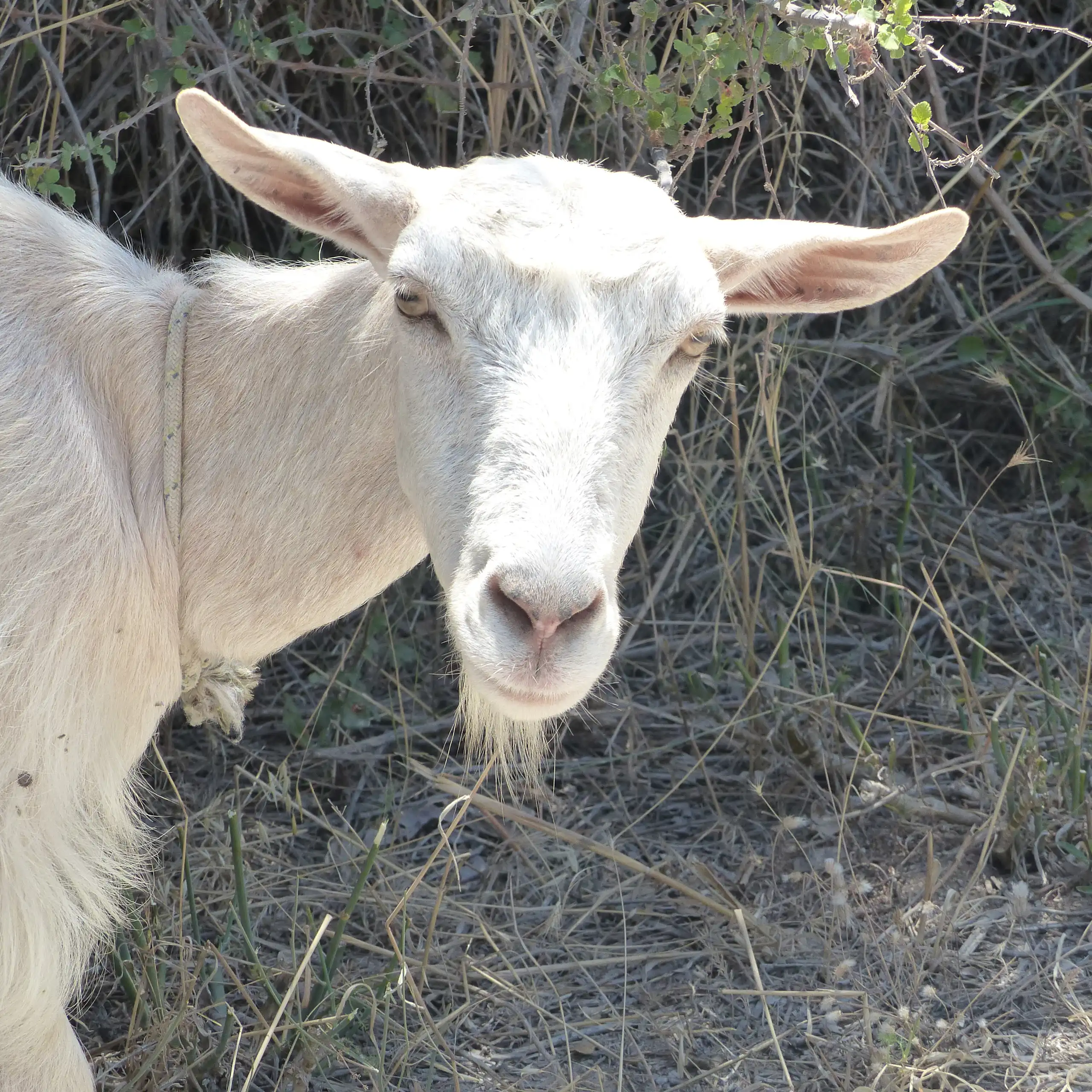 Chèvre en Crète