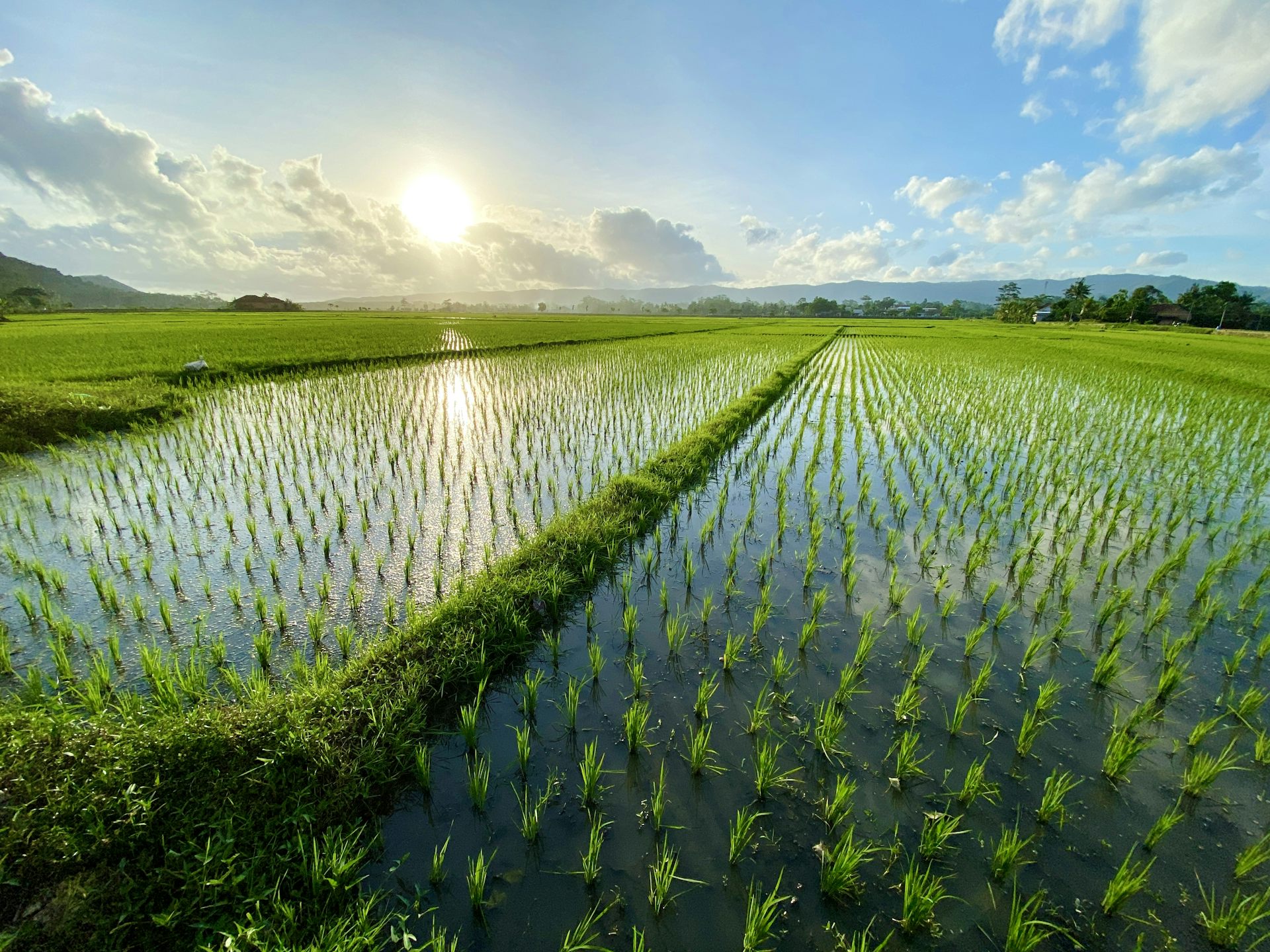 A severe El Niño could threaten something essential to half of humanity – rice