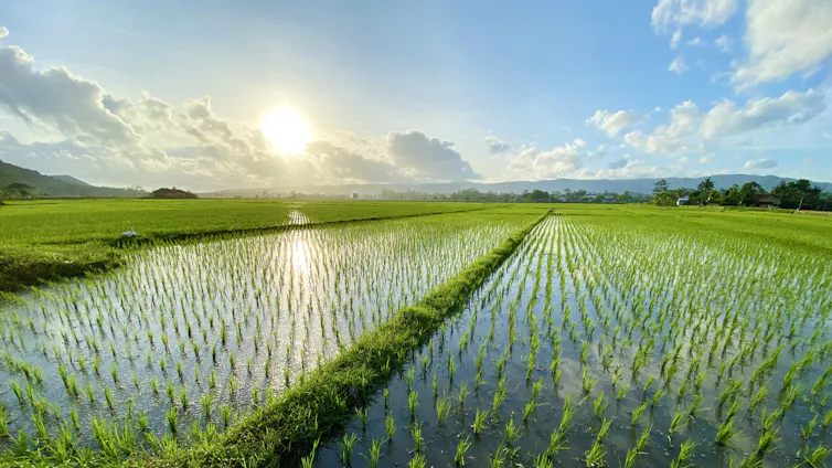 sun rising over rice paddy filled with water, rice seedlings.