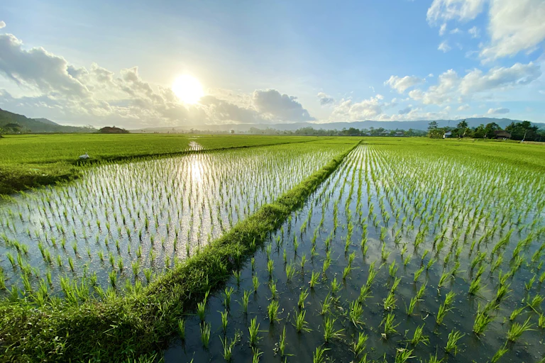 sun rising over rice paddy filled with water, rice seedlings.