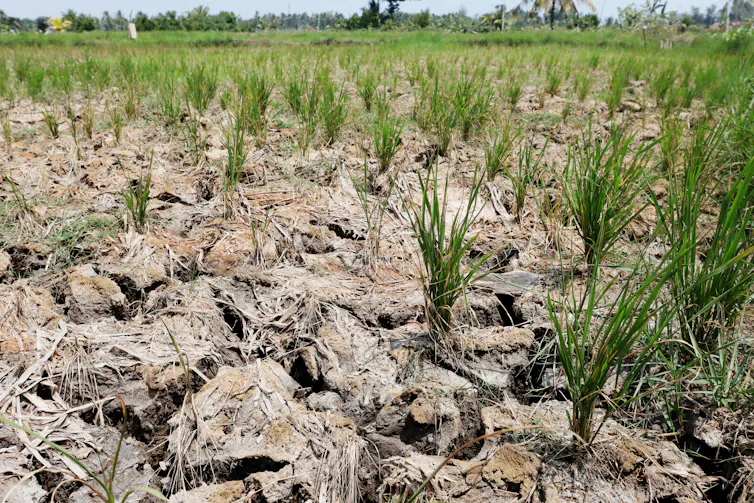 A serious El Niño may just threaten one thing crucial to part of humanity – rice A serious El Niño may just threaten one thing crucial to part of humanity – rice