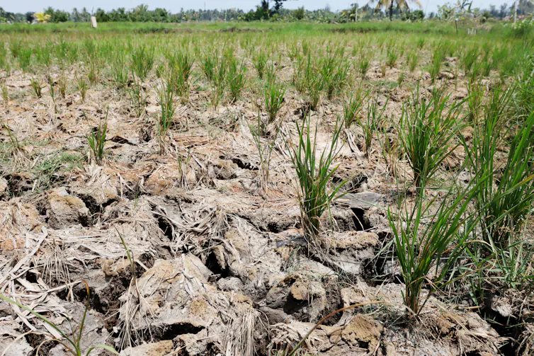 rice plants growing in dried up paddy.