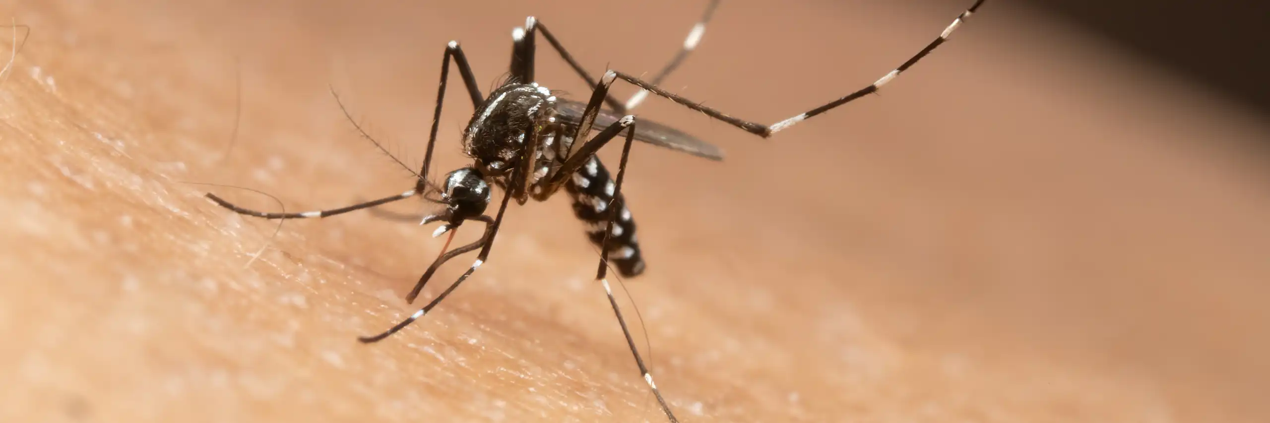 Le moustique tigre ( _Aedes albopictus_) est présent dans de plus en plus de région du monde.