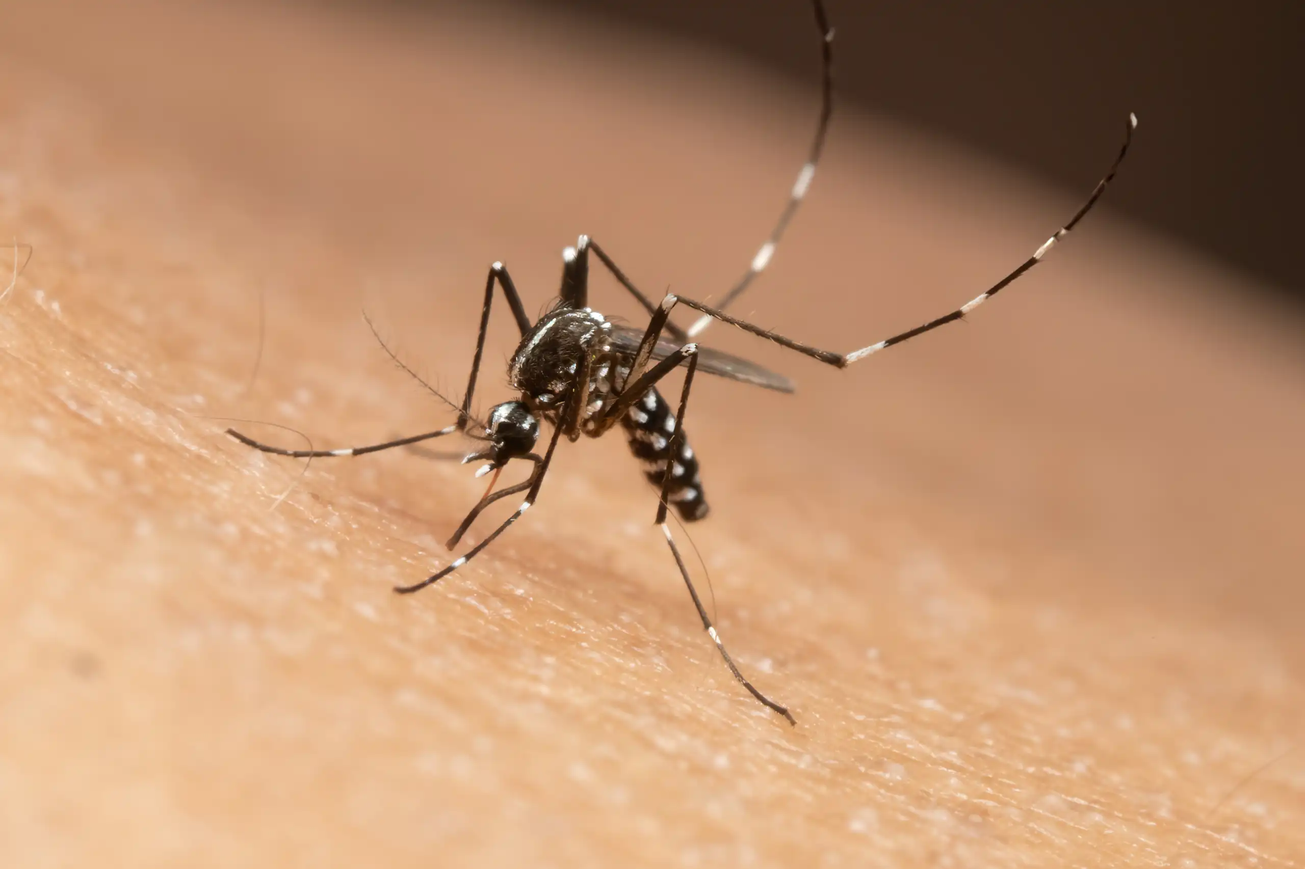 Le moustique tigre ( _Aedes albopictus_) est présent dans de plus en plus de région du monde.