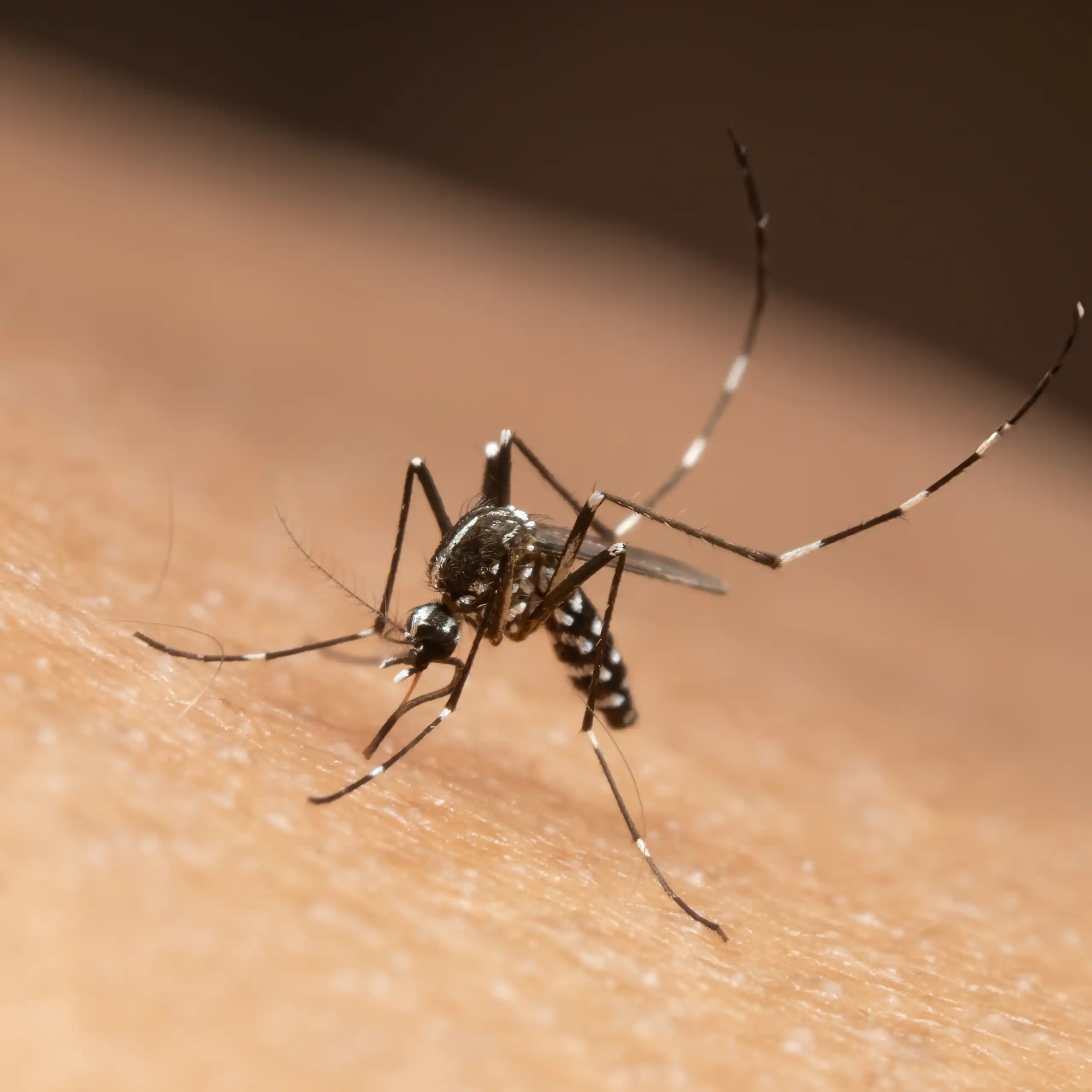 Le moustique tigre ( _Aedes albopictus_) est présent dans de plus en plus de région du monde.