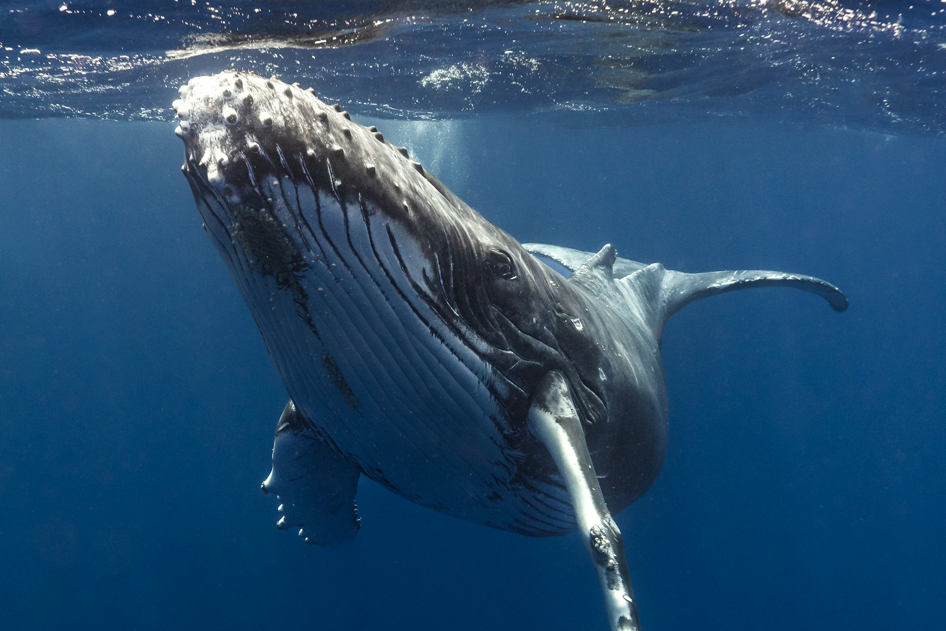 Do whales fart?