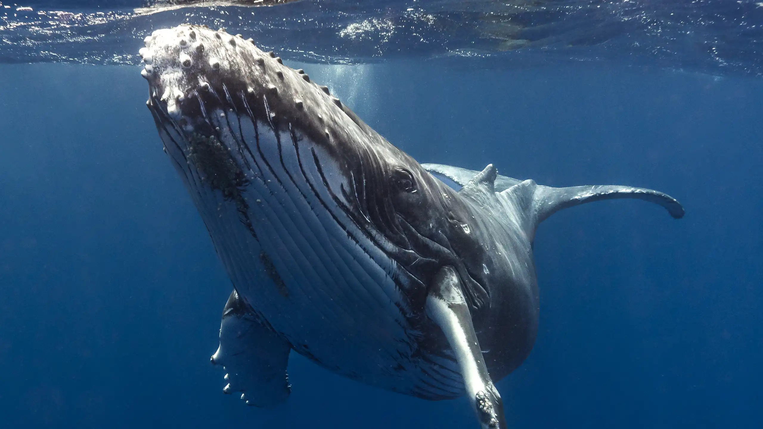 A baby humpback whale.