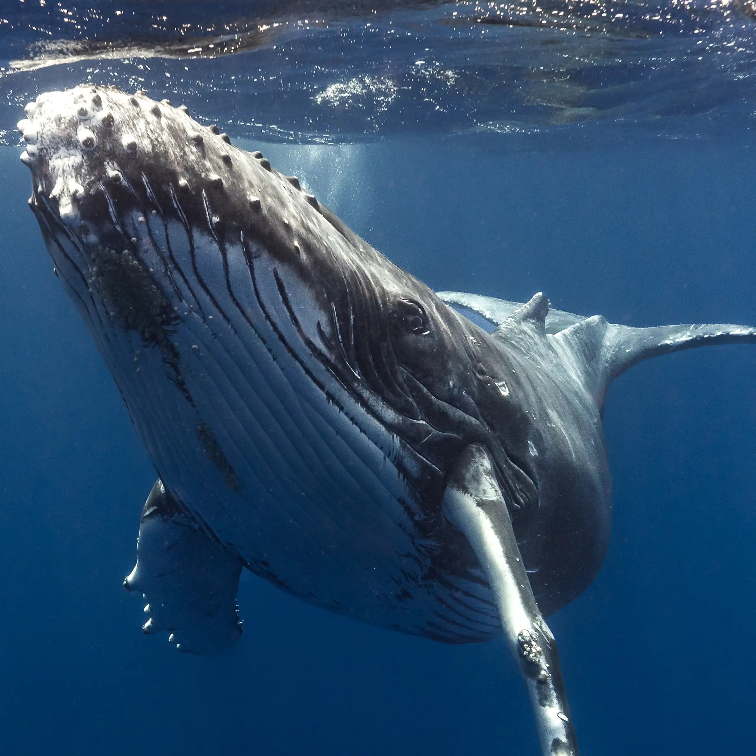 A baby humpback whale.