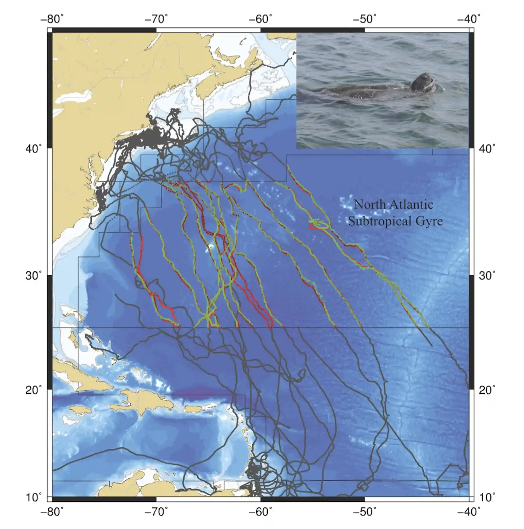 Turtle Tracking Map Leatherback sea turtles use mysterious 'compass sense' to migrate ...