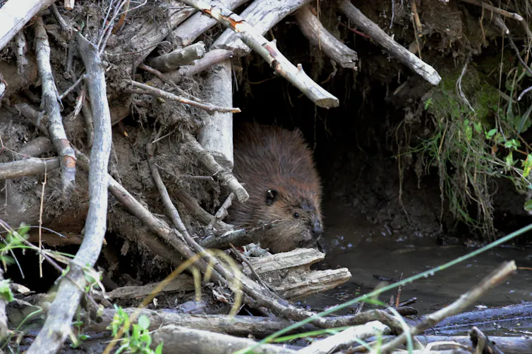 a beaver in the opening of an animal den surrounded by branches