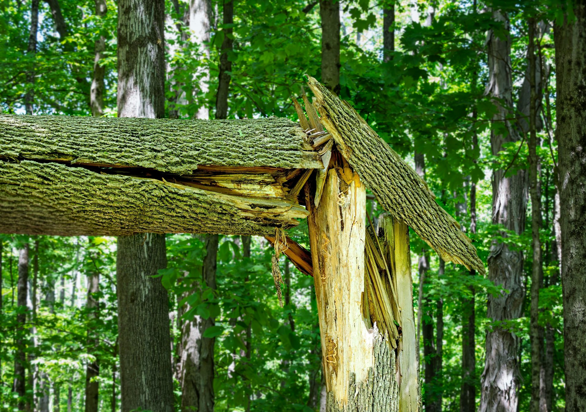 Un frêne endommagé par l'agrile du frêne vert s'est fendu en deux. Les larves percées sont visibles sur le tronc nu de l'arbre