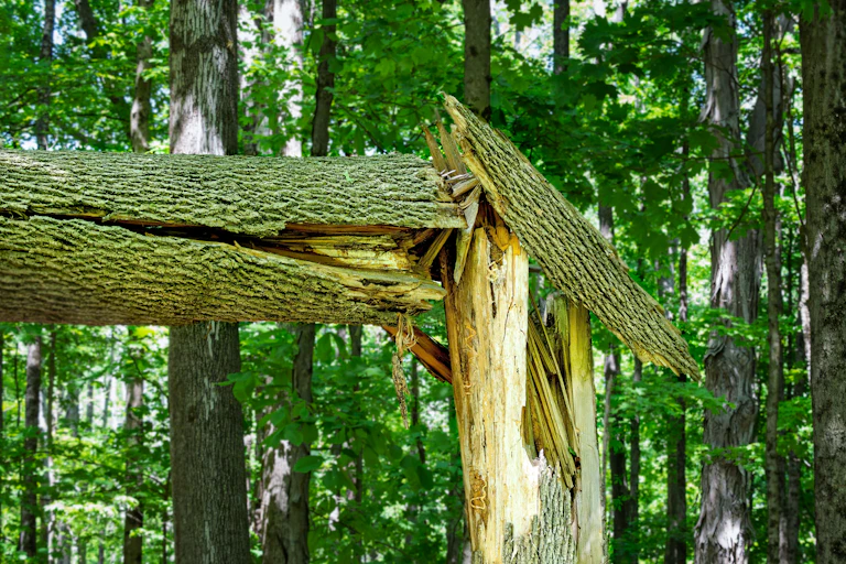 Un frêne endommagé par l'agrile du frêne vert s'est fendu en deux. Les larves percées sont visibles sur le tronc nu de l'arbre