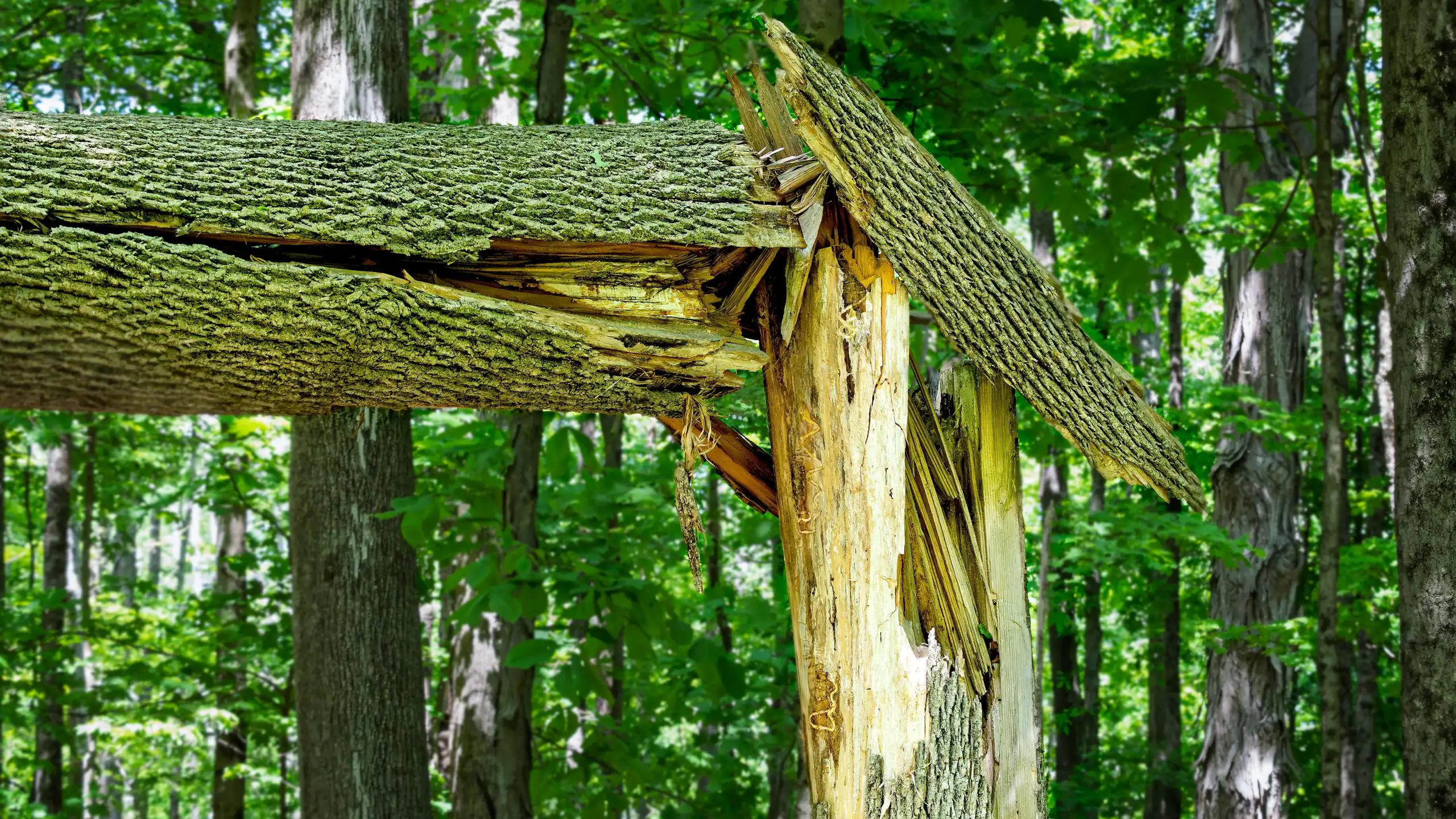 Un frêne endommagé par l'agrile du frêne vert s'est fendu en deux. Les larves percées sont visibles sur le tronc nu de l'arbre