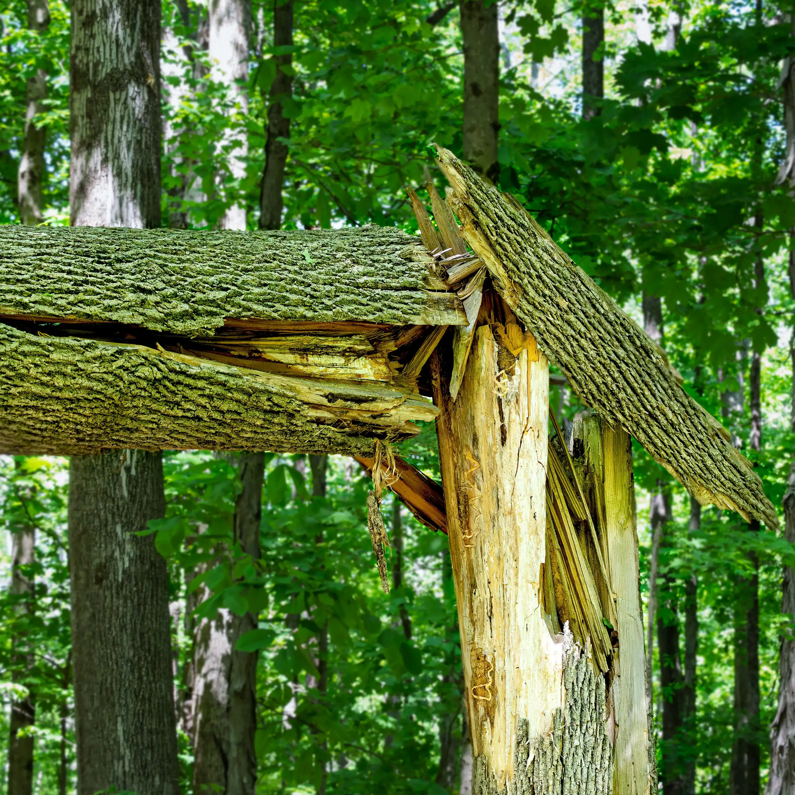 Un frêne endommagé par l'agrile du frêne vert s'est fendu en deux. Les larves percées sont visibles sur le tronc nu de l'arbre