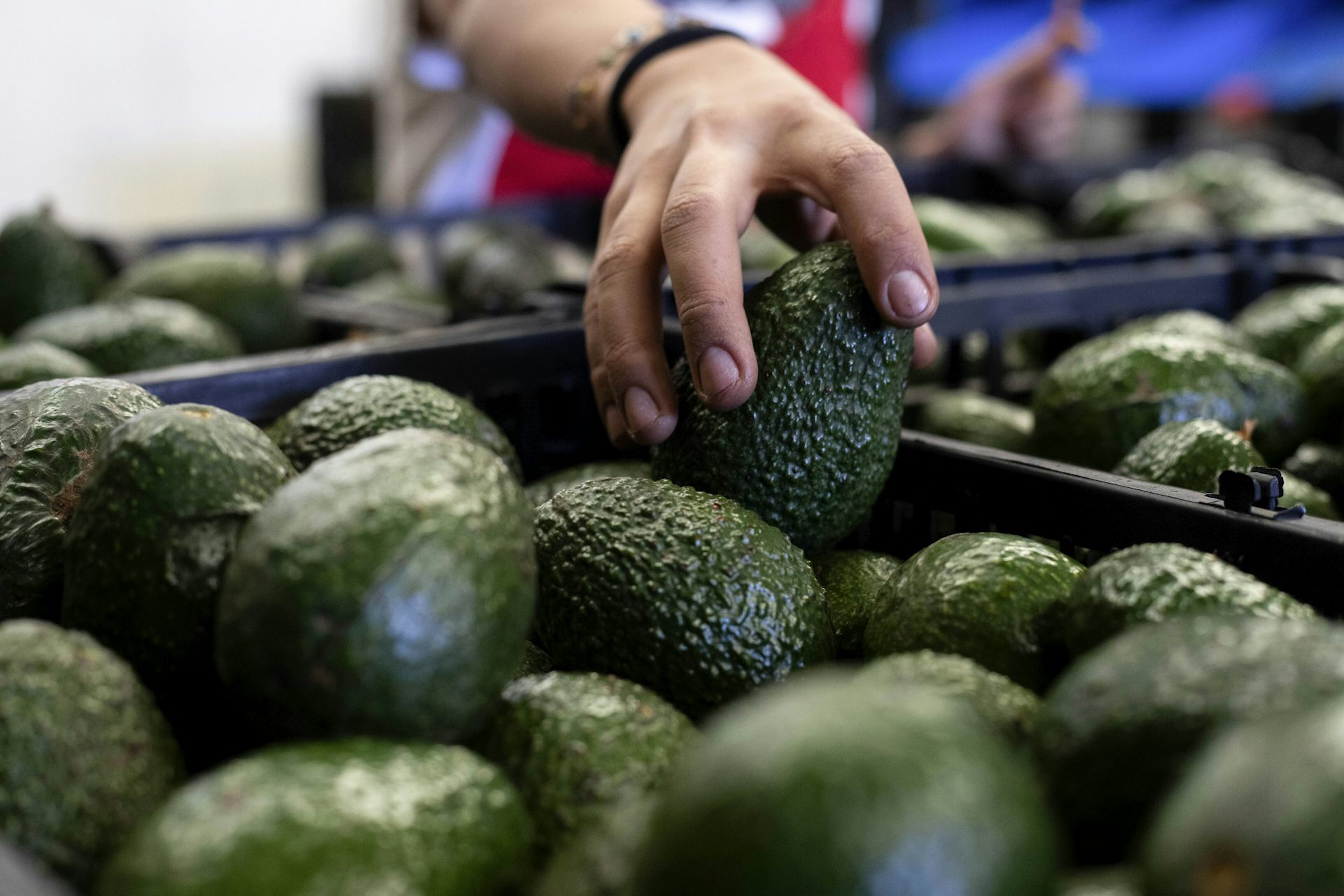 A worker reaches over a crate to pack avocados at a plant in Uruapan, Mexico.