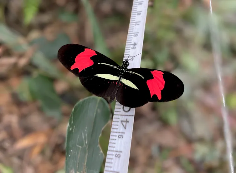 Parcela permanente de monitoreo de biodiversidad, Paraguay