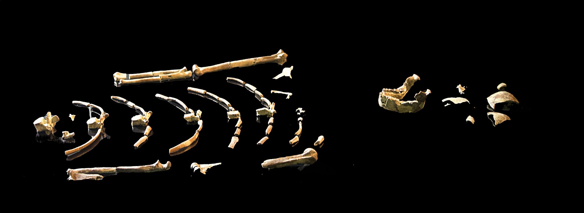 O esqueleto fossilizado de Lucy em exposição no Museu de História Natural de Abu Dhabi