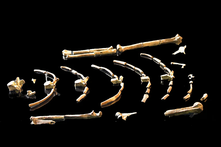 O esqueleto fossilizado de Lucy em exposição no Museu de História Natural de Abu Dhabi