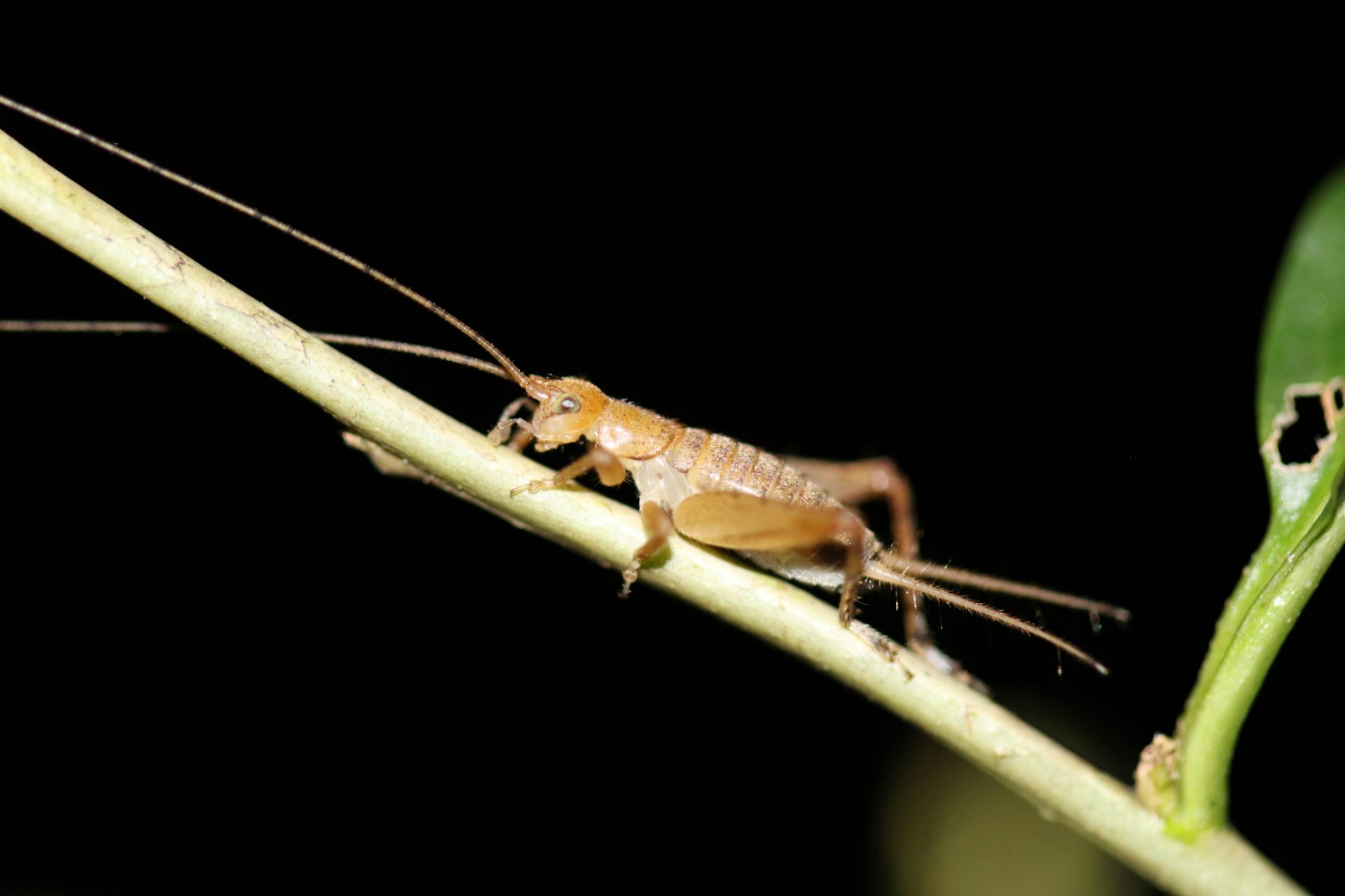 Foto mostra um grilo em cima de uma galho, sobre um fundo escuro