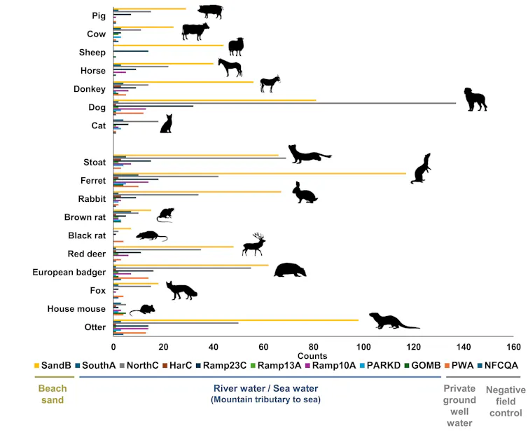 Horizontal bar graph showing eDNA counts of animals like pigs, cows, sheep and horses, among others. Dogs, ferrets and otters have the highest concentration of eDNA