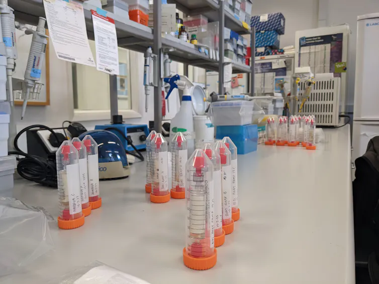 Orange cap test tubes lined up on a lab table