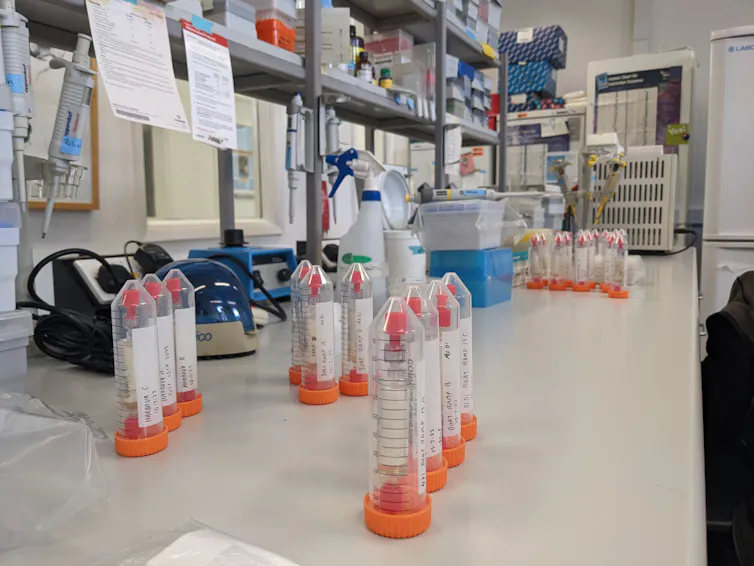 Orange cap test tubes lined up on a lab table