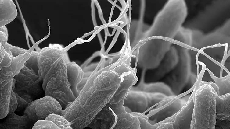 How generative AI and physics can help design new antibiotics