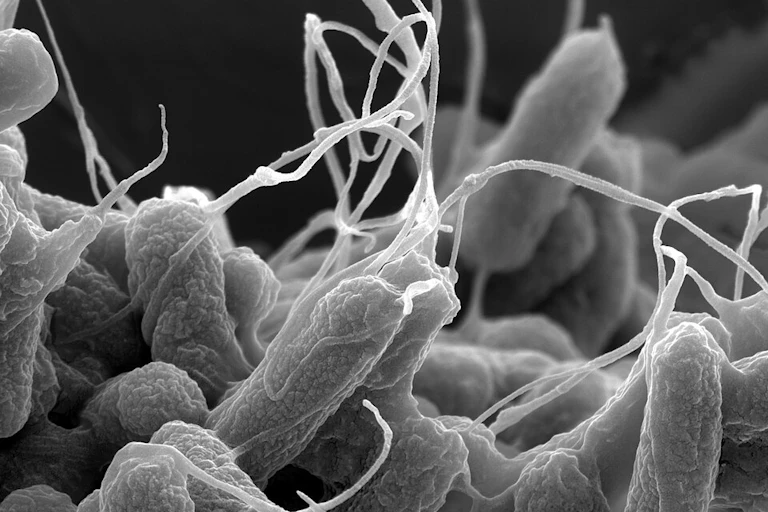 Close up of E. coli