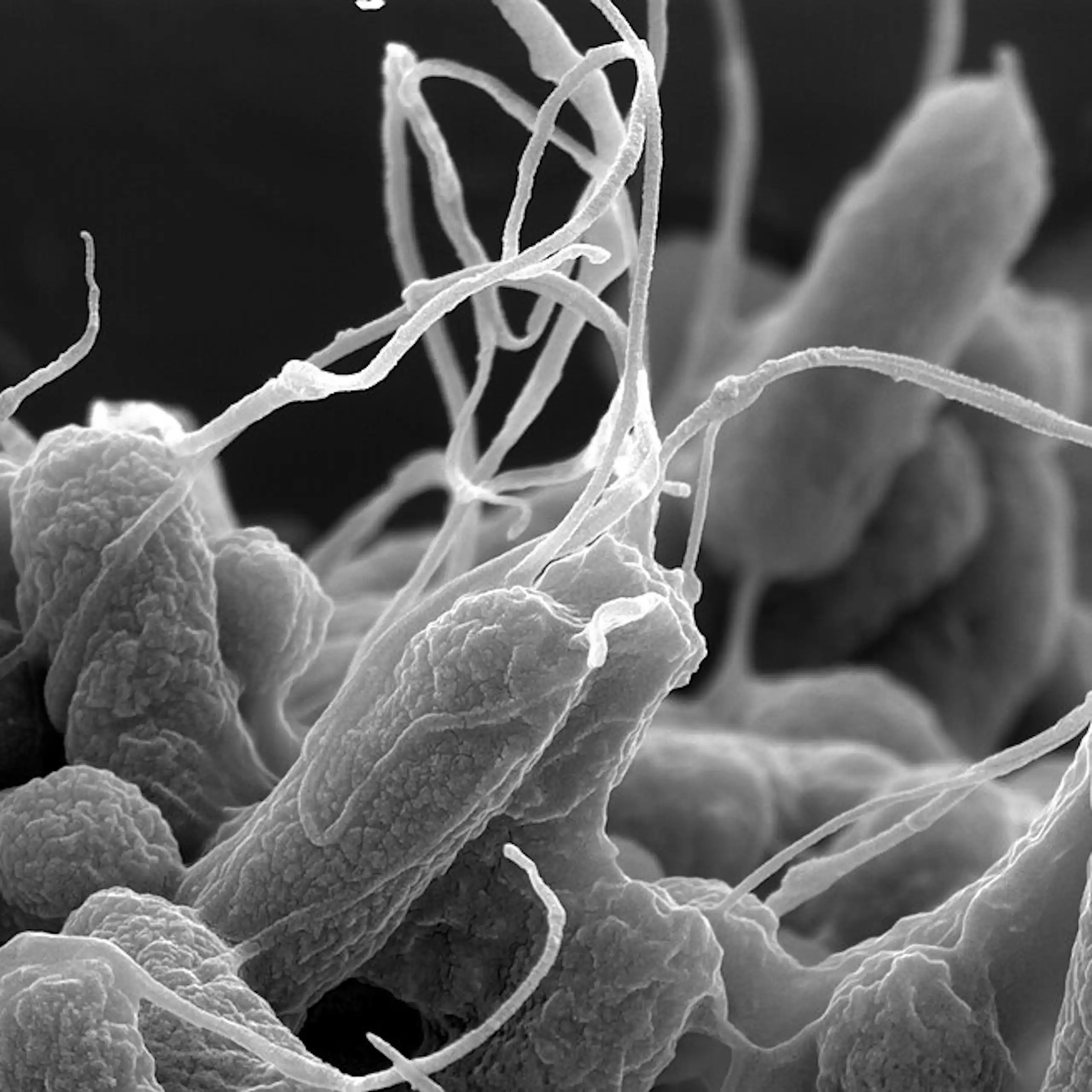 Close up of E. coli
