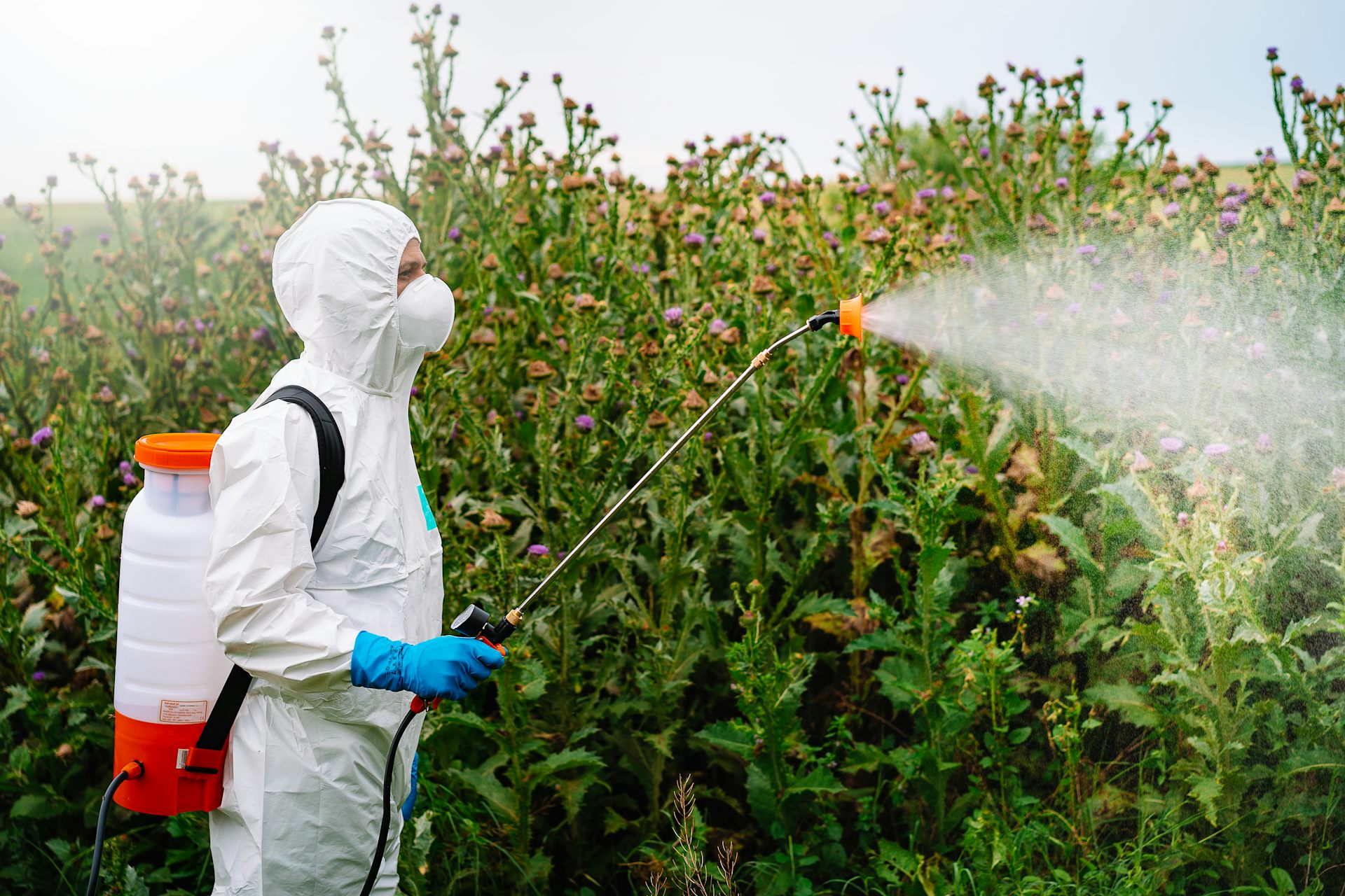 NZ’s approval of Roundup relies on industry-funded reviews currently under investigation