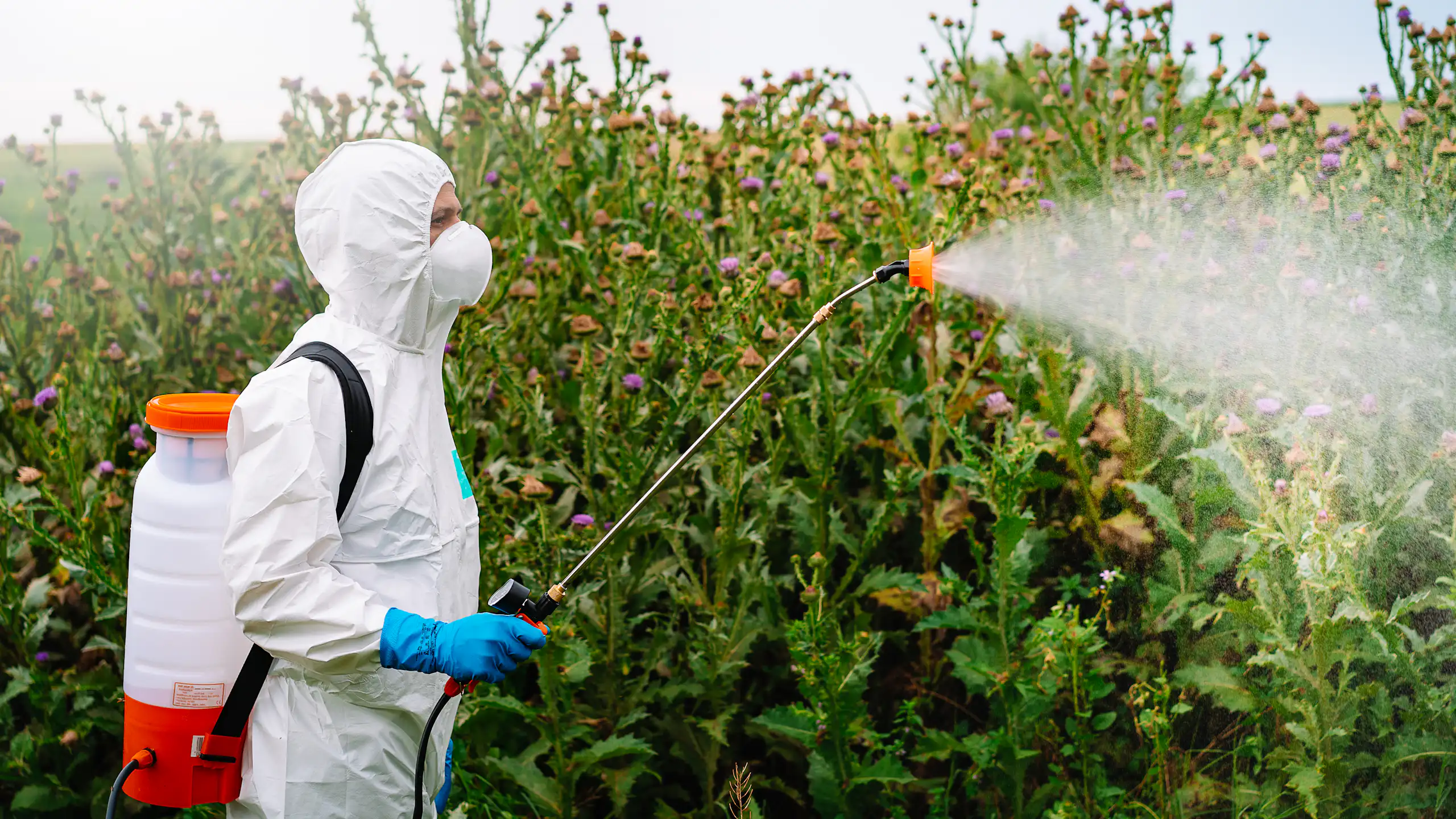 Person in protective gear and wearing a mask spraying some plants