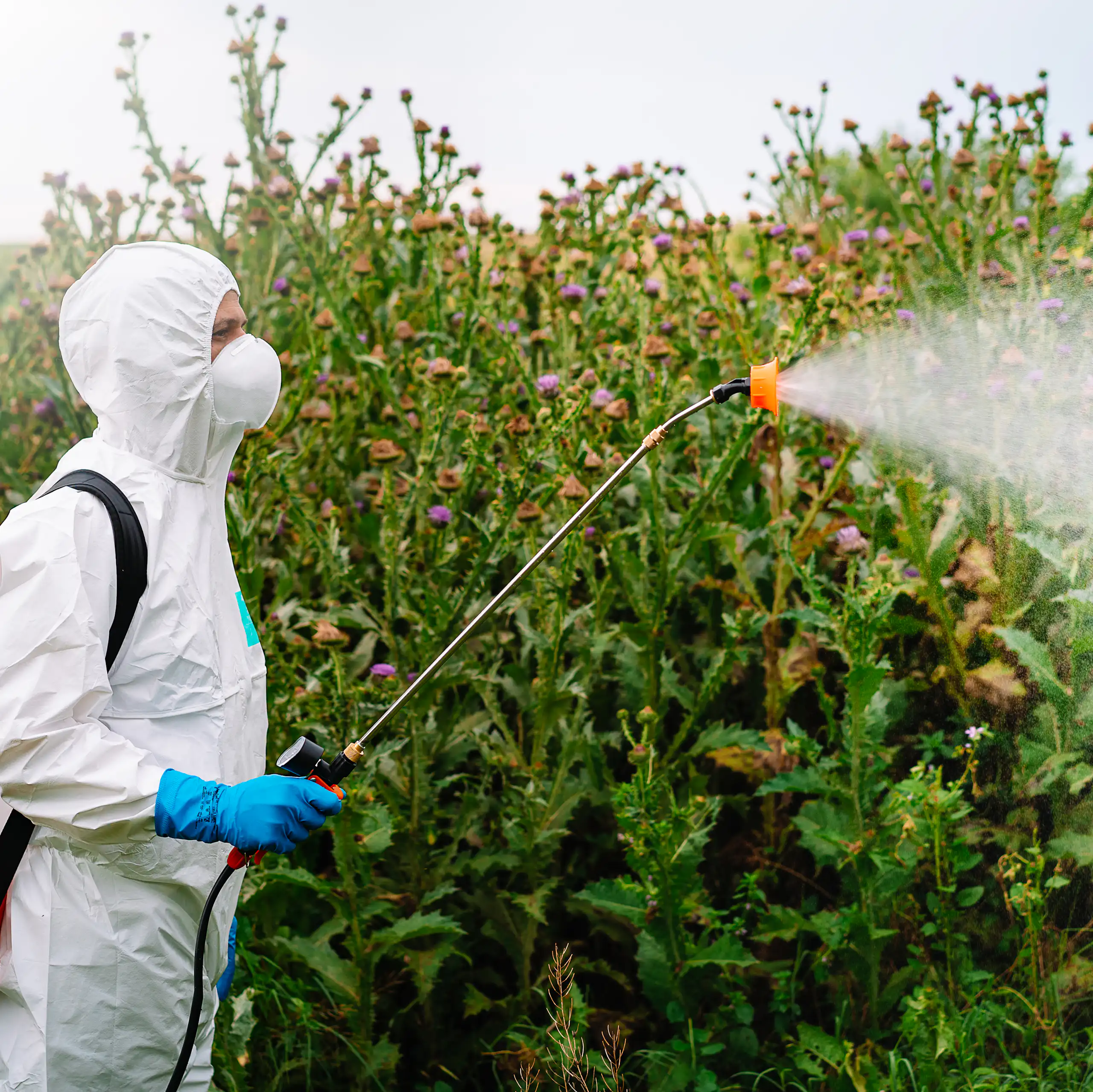 Person in protective gear and wearing a mask spraying some plants