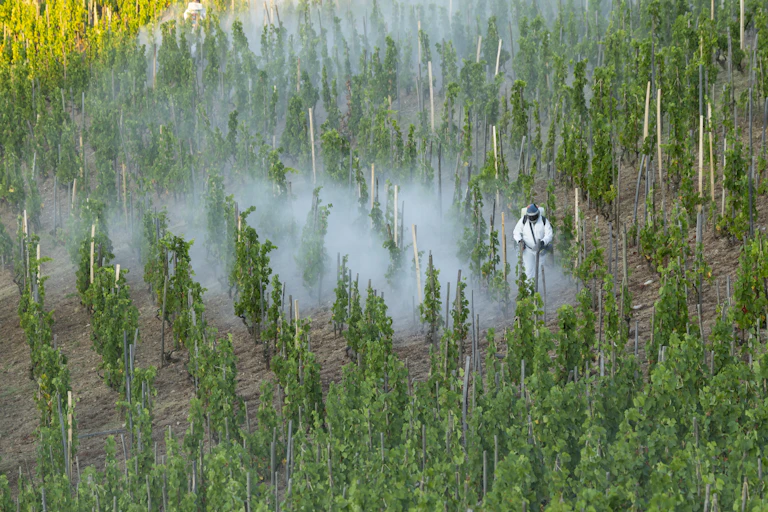 Un épandage de pesticides dans un vignoble de la Drôme.