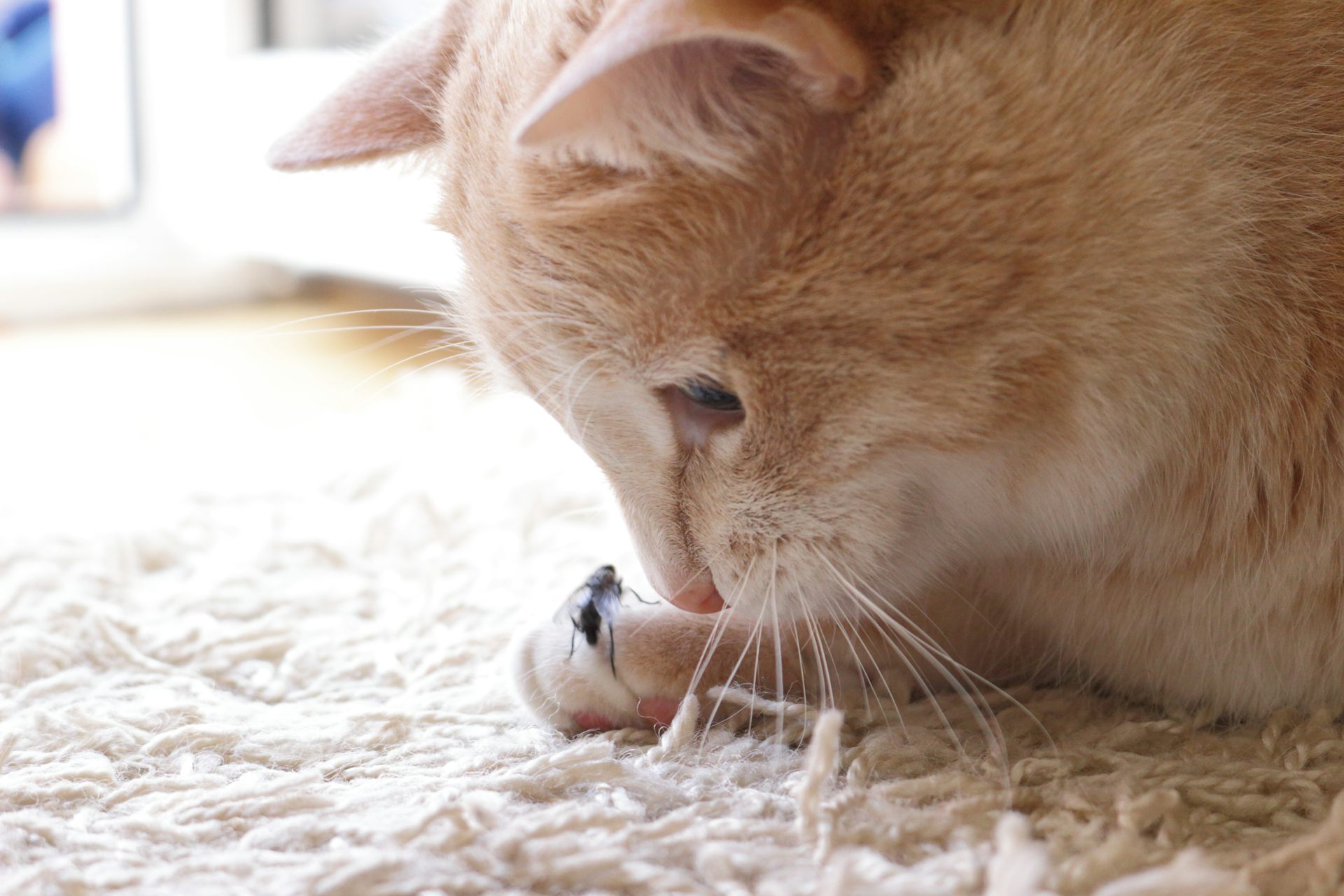 Beyond birds and mice, free-ranging cats eat a surprising number of insects
