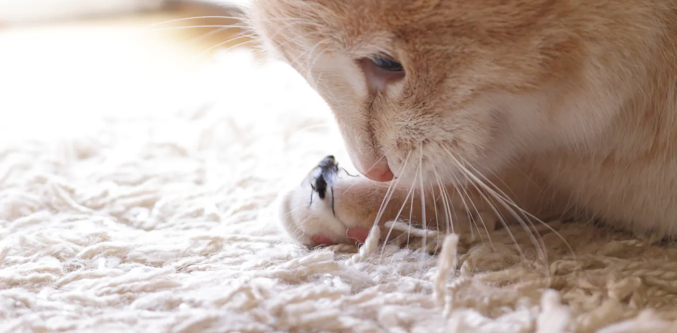 Beyond birds and mice, free-ranging cats eat a surprising number of insects Beyond birds and mice, free-ranging cats eat a surprising number of insects