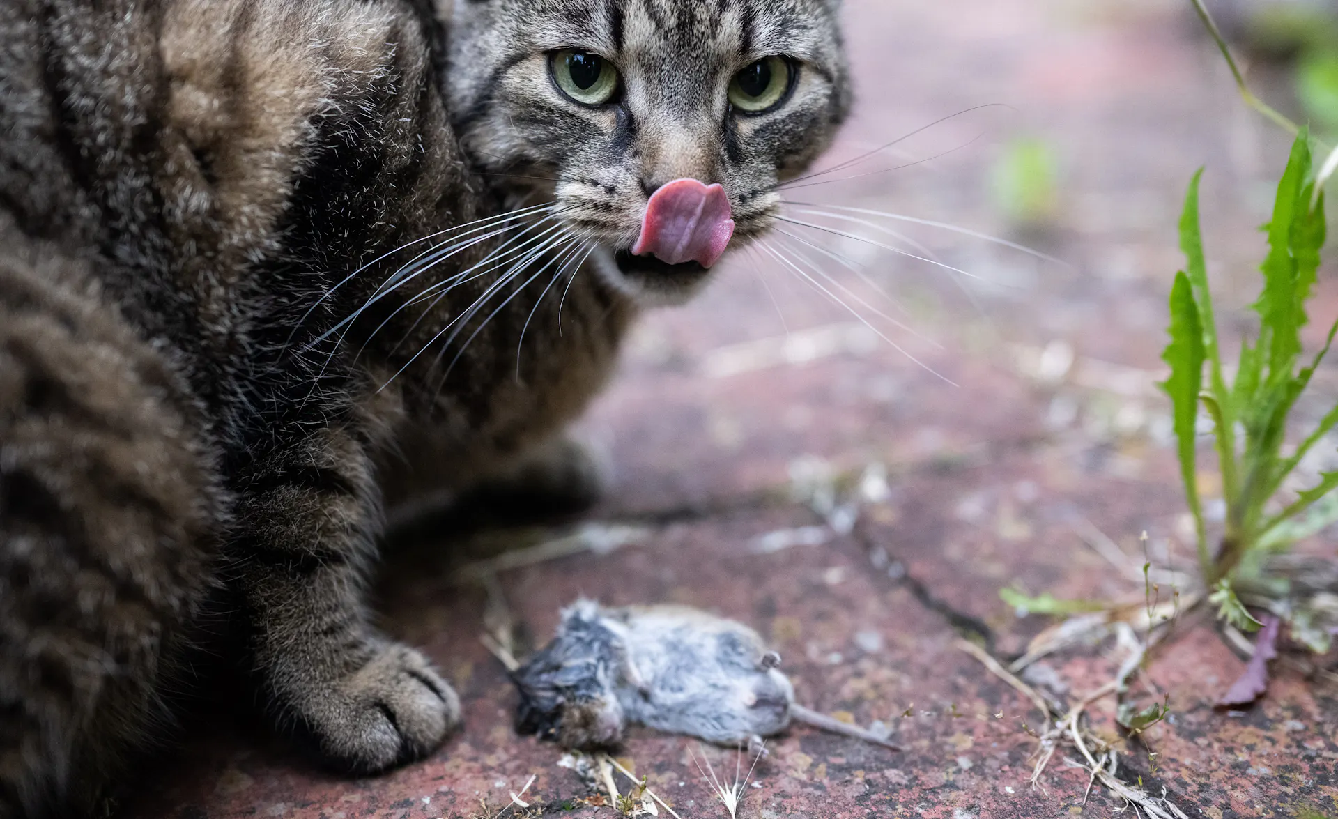 A cat licks its lips while crouching over a dead mouse.