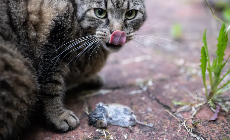 A cat licks its lips while crouching over a dead mouse.
