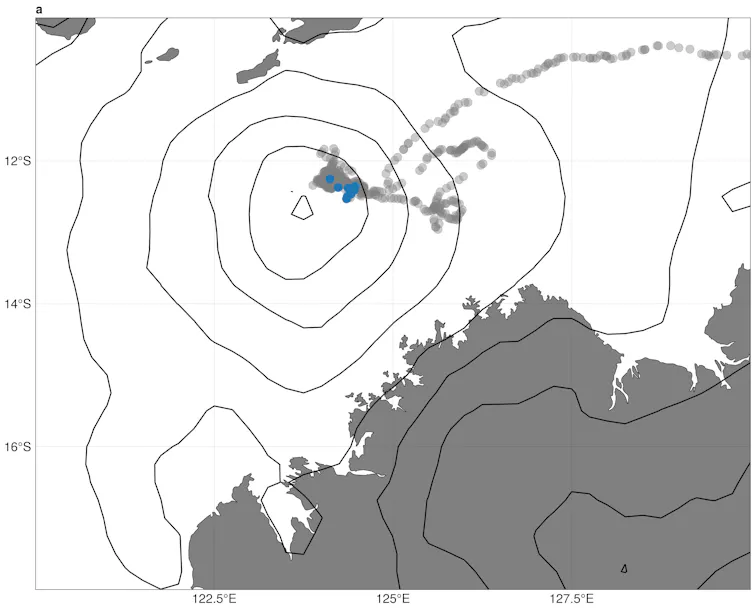 A map of the north coast of Australia showing the turtle's path through a cyclone.