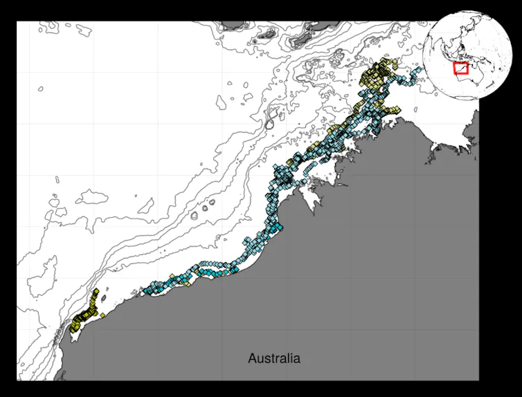 A map that tracks where the turtle travelled off the north Australian coast.