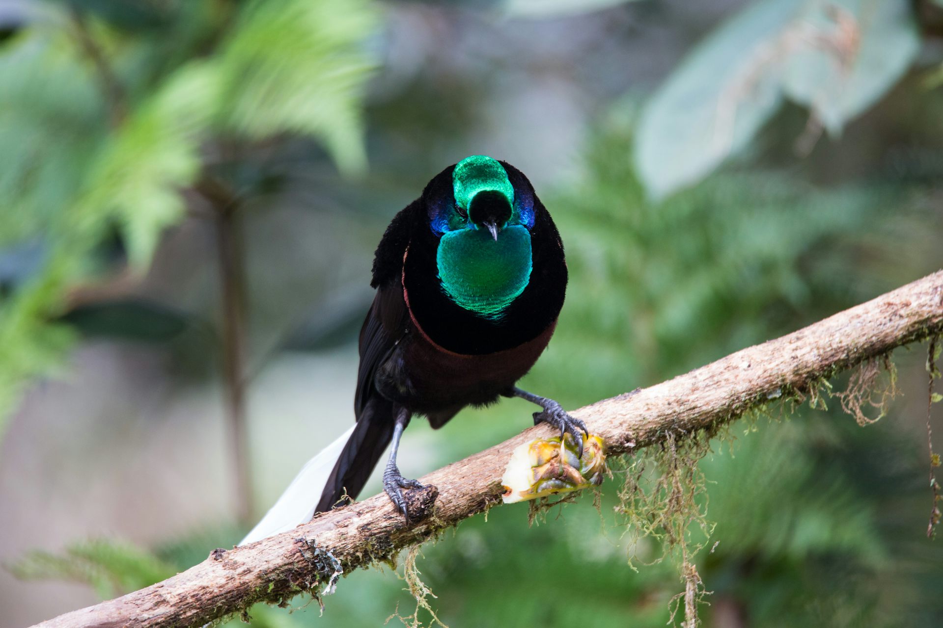 A bird of paradise combines ultra black and iridescent colours in New Guinea.
