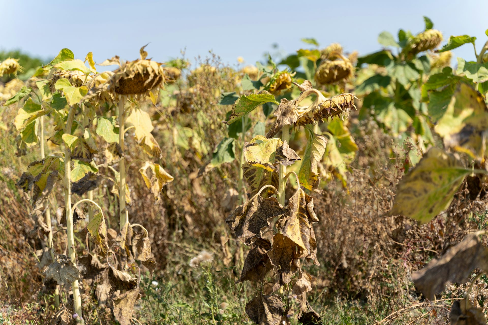 Un champ de tournesol touchés par la sécheresse et une vague de chaleur en france à l'été 2022