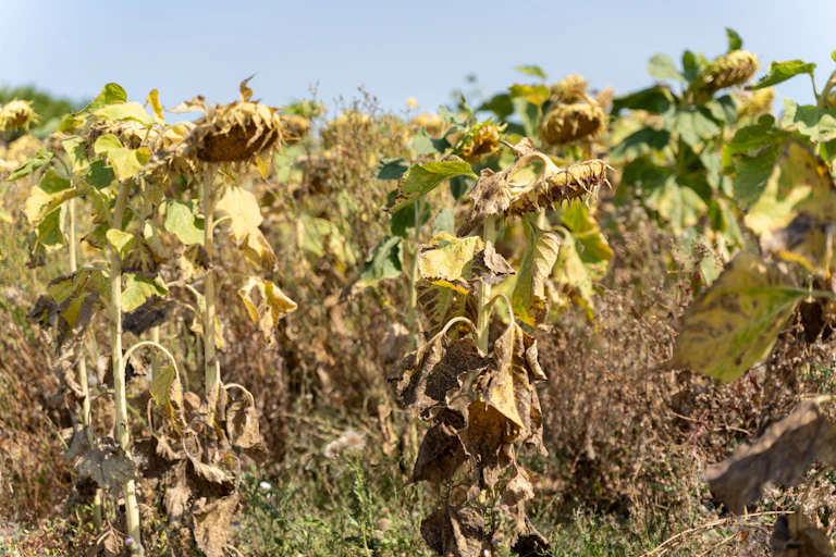 Un champ de tournesol touchés par la sécheresse et une vague de chaleur en france à l'été 2022