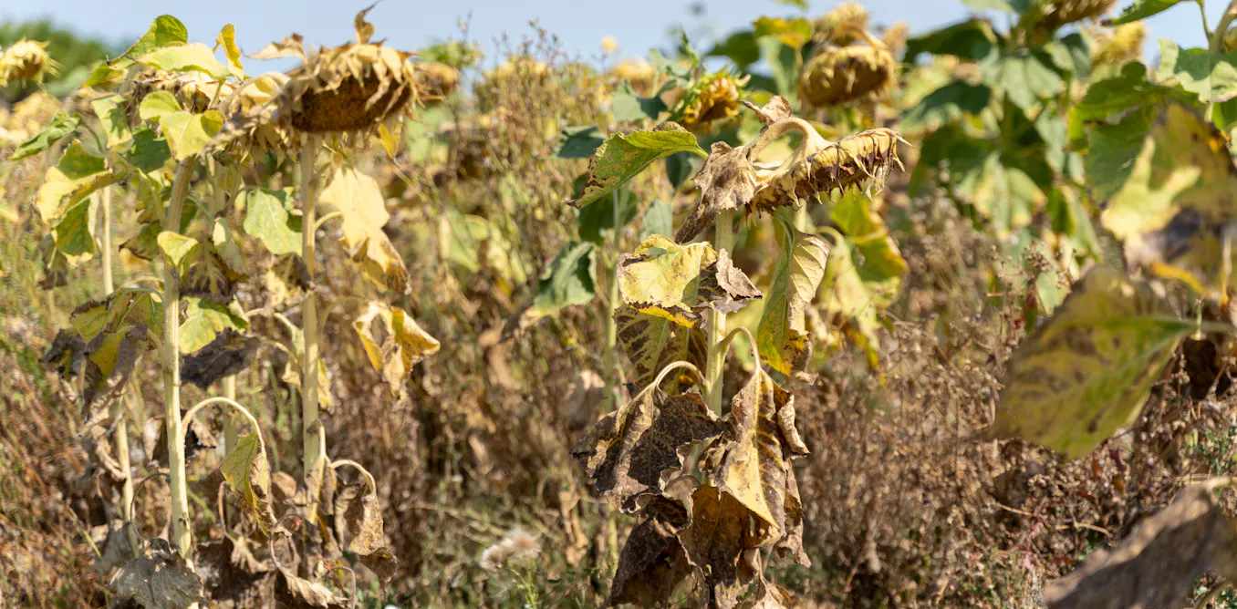 Comment l’agriculture peut-elle s’adapter aux étés de plus en plus secs ?