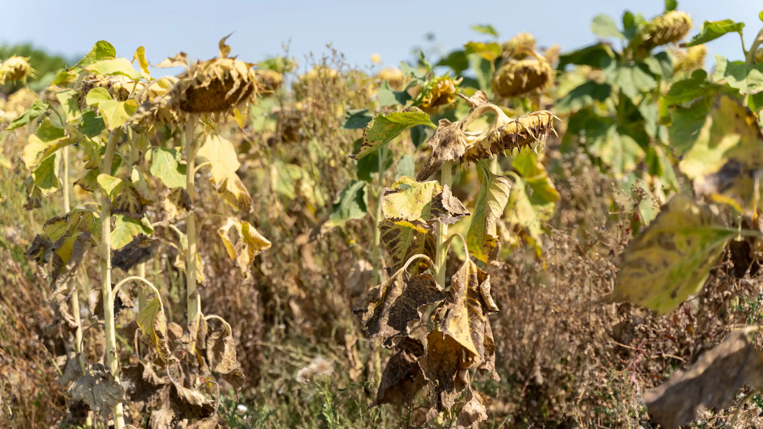 Un champ de tournesol touchés par la sécheresse et une vague de chaleur en france à l'été 2022
