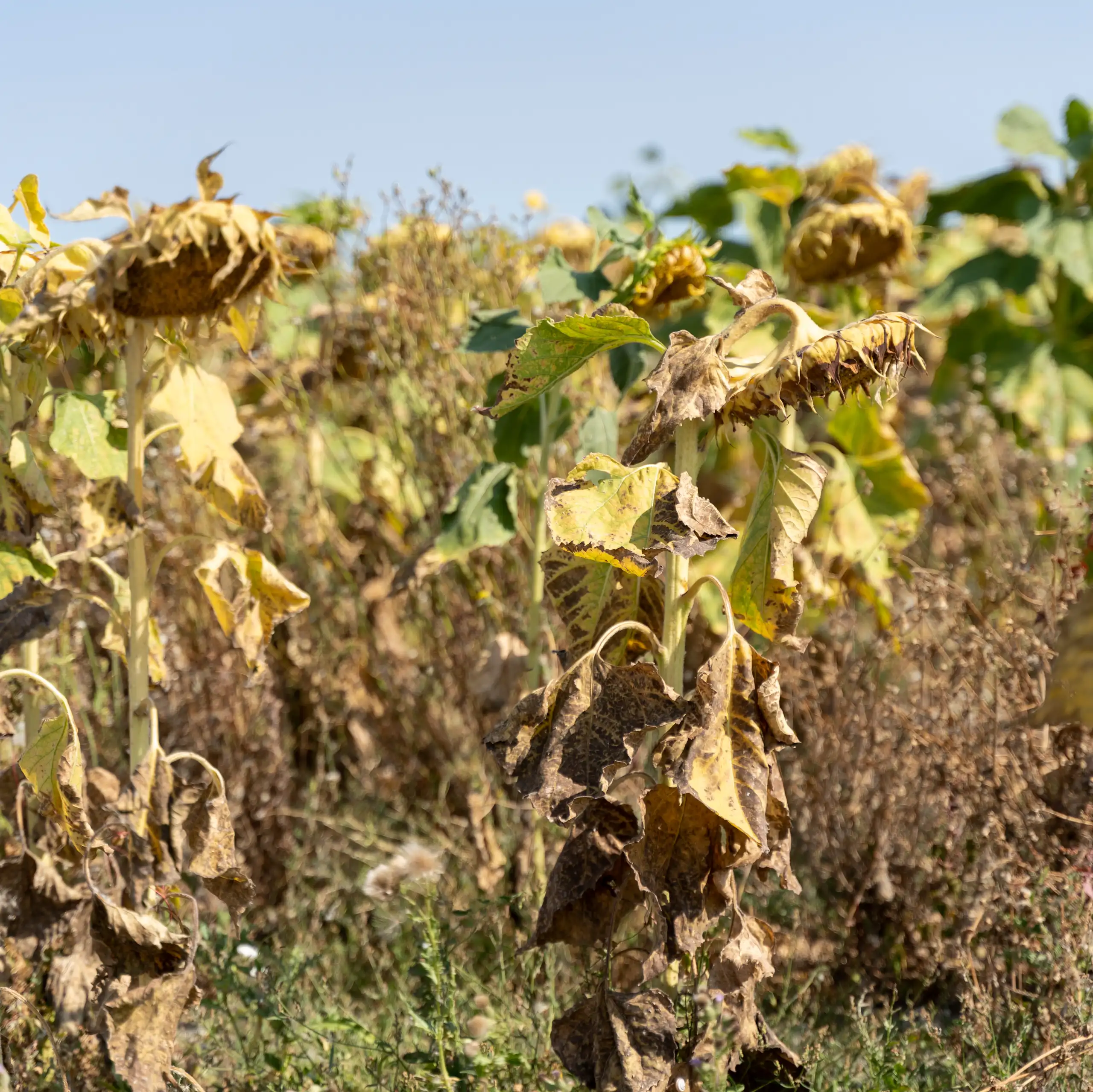 Un champ de tournesol touchés par la sécheresse et une vague de chaleur en france à l'été 2022