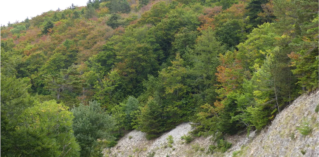 https://theconversation.com/sans-eau-les-forets-arretent-de-capter-du-co-286708 social preview image