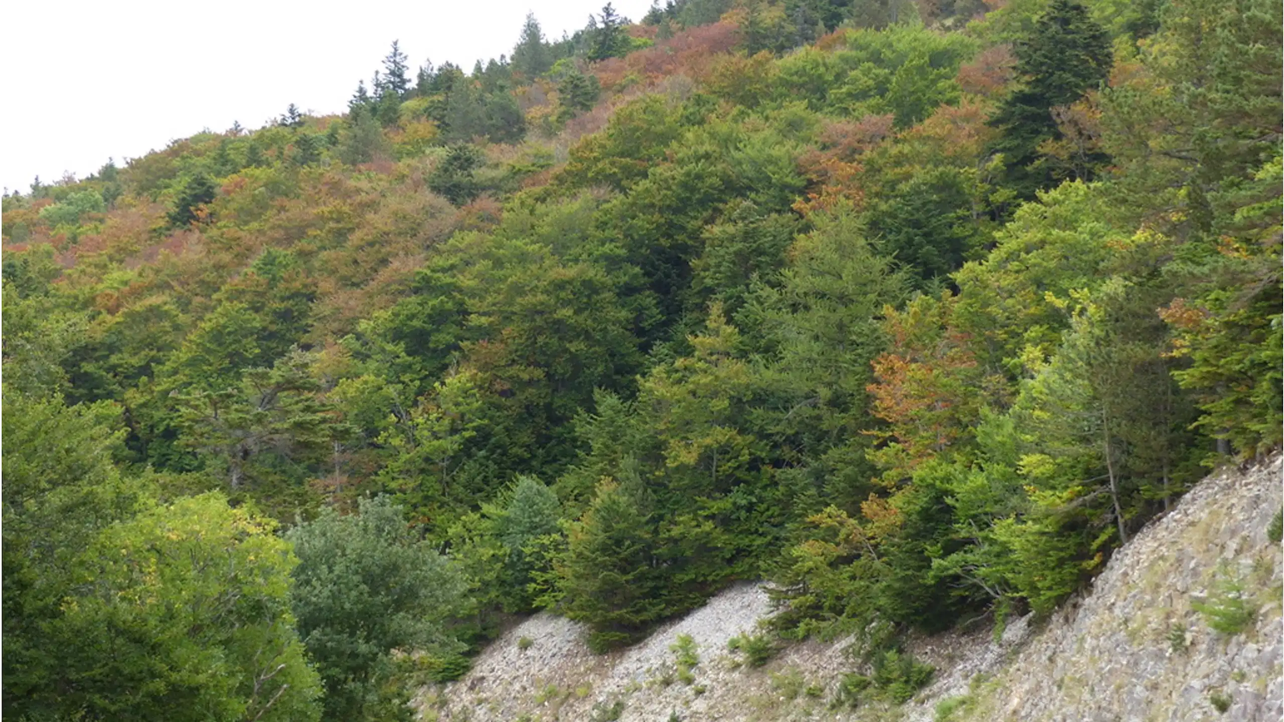 Vue sur la forêt du Ventoux depuis la route.