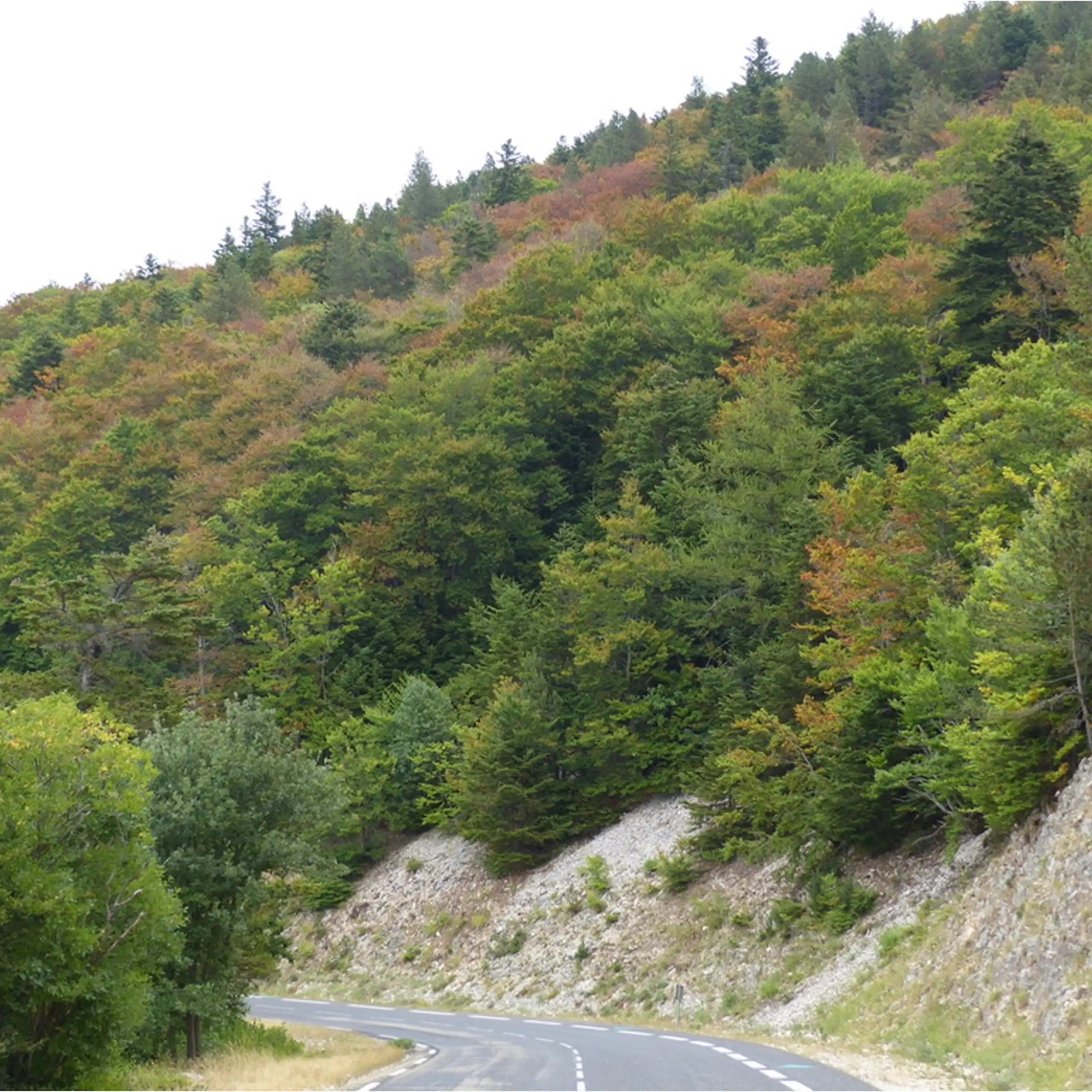 Vue sur la forêt du Ventoux depuis la route.