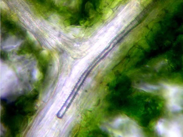 An embolism bubble in the vein of a walnut leaf